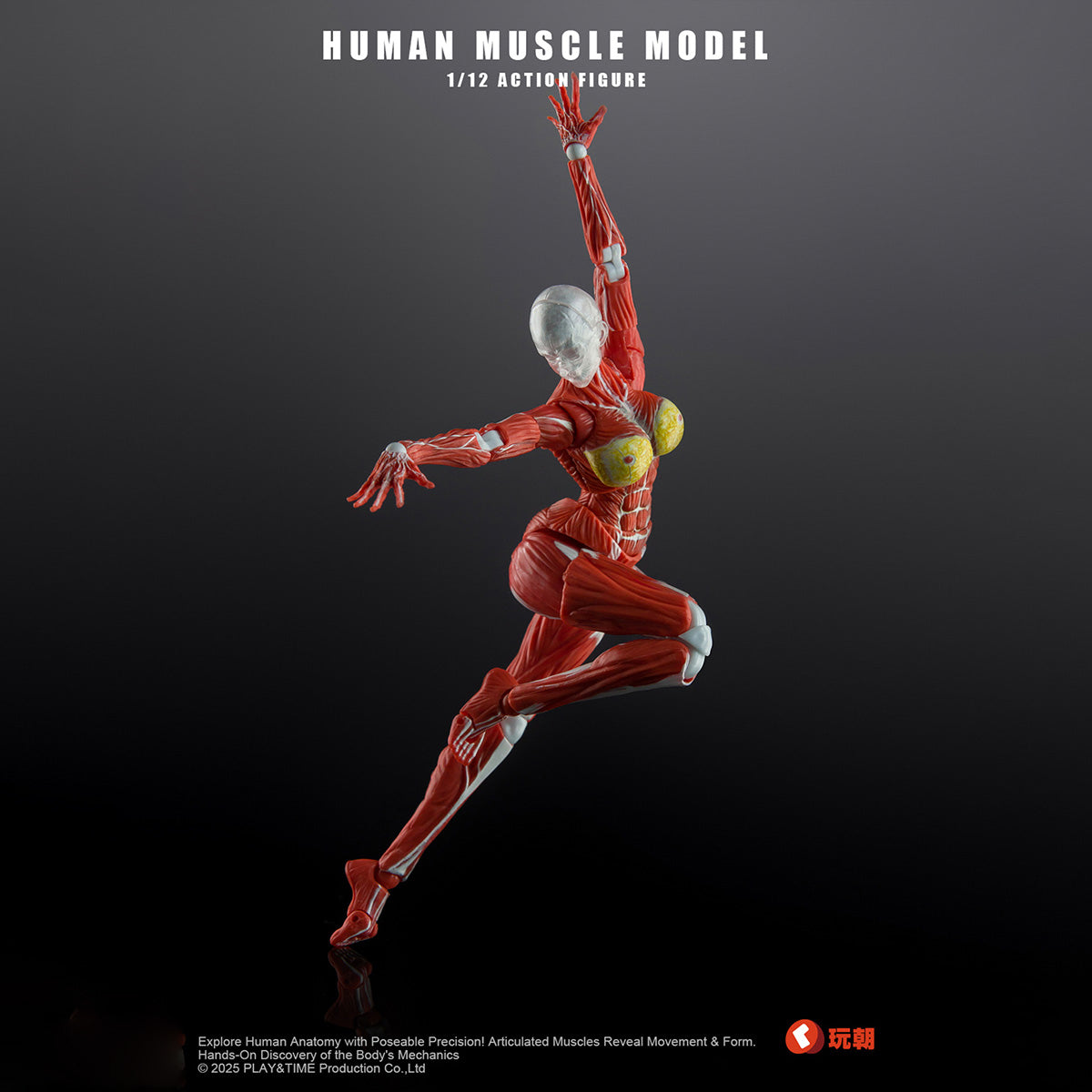 ヒューマンマッスルモデル 女性筋肉素体 レッド